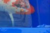 koi1 002.jpg