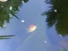 DSC00055_koi.jpg