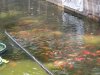 Teich3.jpg
