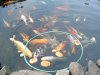 Koi_Dirk_Teich 003.jpg