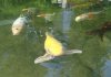 Dsc03262.jpg