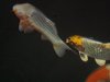DSC00717_2.JPG