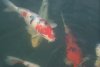 koi1 069.jpg