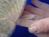 DSC00038.JPG