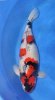 Showa 86 cm.jpg