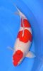 Kohaku 92 cm.jpg