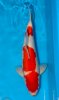 Kohaku Nisai 57 cm Ando.jpg