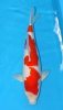 Kohaku Ando 50 cm 1b.jpg