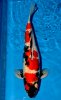 Ueno_Koi_Farm_Showa.jpg