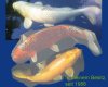 Koi.jpg