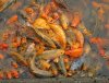 resized-IMG_1337.JPG