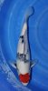 Tancho Showa 49 cm Nisai.jpg