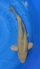 New Midorigoi 48 cm Nisai.jpg