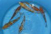 Pearl Ginrin Ochiba von Kase, Nisai, 35-43 cm.jpg