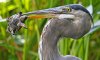 800px-GreatBlueHeroneatingturtle08[1].jpg