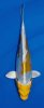 Hariwake ochiba 001 18cm.jpg