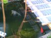 unsere koi januar 2011 003.jpg