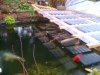 unsere koi januar 2011 006.jpg