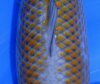 Kanoko Ochiba 48 cm uitsnit 2.jpg