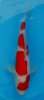 Kohaku Matsue 1- 25 cm.jpg