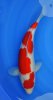 Kohaku Matsue 1- 48 cm.jpg