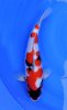 Showa 6 Seki Guchi 48 cm.jpg