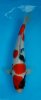 Showa Dainishi 30 cm.jpg