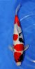 Showa Dainishi 49 cm.jpg