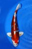 Kujaku Nisai 53 cm.jpg