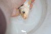 Koi 002.JPG