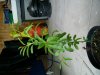 100_0775.jpg