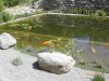 Teich 1.jpg
