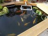 Schwimmpflanzen (3).JPG
