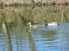 Enten-Pärchen.JPG