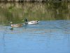 Enten-Paar.JPG