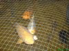 fische 1.JPG