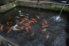 DSC_0983.JPG