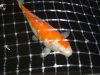 Koi15 012b.jpg