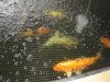 Koi15 003b.jpg