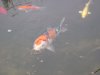 koi003.jpg