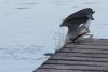 preview_2008-05-31_reiher_action_4588.jpg