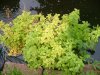 unser teich am 2. juli 2011 004.jpg