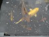 KOI BECKEN Juli 2011 013.jpg