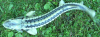 Waxdick.PNG