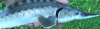 Atlantischer1.PNG