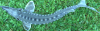 Atlantischer.png