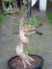 Foto011.jpg