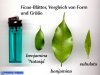 ficus-blattvergeich.jpg