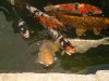 5. märz 2011 003.jpg