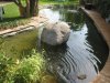 IMG_1261_koi.jpg